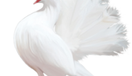 سكرابز طيور بيضاء