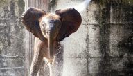 7 معلومات غريبة عن الفيل