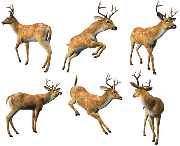 3D_Deers_Collection_PNG_Clipart.png