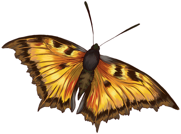 Butterfly_Clipart_PNG_Image.png