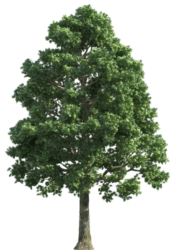 Green_Realistic_Tree_PNG_Clip_Art-1097.png