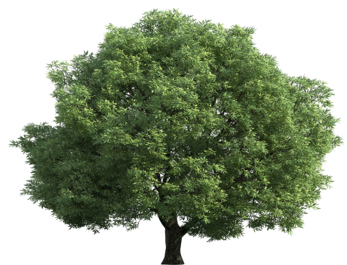 Realistic_Green_Tree_PNG_Clip_Art-1102.png