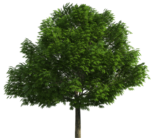 Realistic_Tree_PNG_Clip_Art-1104.png