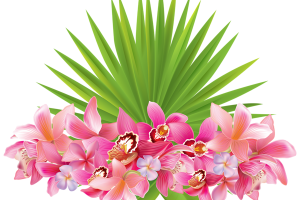 flores-tropicais-png-300x200.png