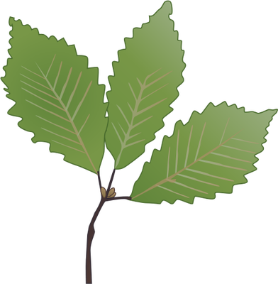normal_ian-symbol-quercus-montana-leaves.png