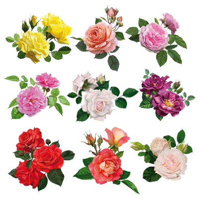 depositphotos_45838867-stock-illustration-set-of-multicolored-roses.png